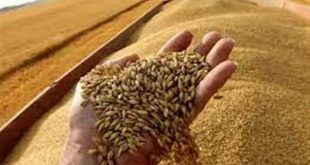 قرار وزاري بشأن تنظيم التعامل على القمح المحلي موسم ٢٠٢٢