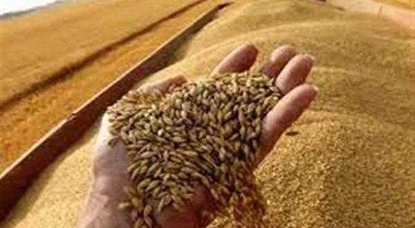 قرار وزاري بشأن تنظيم التعامل على القمح المحلي موسم ٢٠٢٢