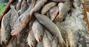ضبط أسماك منتهية الصلاحية باحد الثلاجات وتم تشديد الرقابة على الأسواق