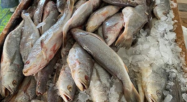 ضبط أسماك منتهية الصلاحية باحد الثلاجات وتم تشديد الرقابة على الأسواق
