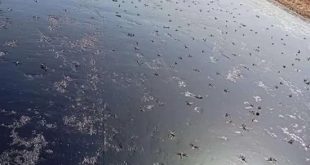حشرة الرعاش الكبير تهاجم محافظة ساحلية