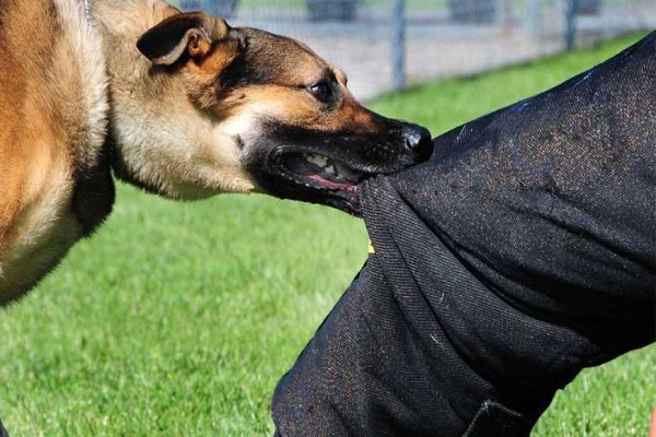 ما هي سجلات الكلاب وتطعيماتها ؟.. ضوابط وضعها قانون حيازة الحيوانات لترخيصها