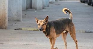 الجهات الأمنية تكشف ملابسات مقطع فيديو لشخصين عذبا كلبا