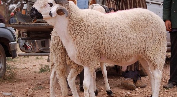 "عيد بلا مخالفات".. احذر ذبح الأضحية في الشارع: غرامة وحبس وإغلاق للمحال!