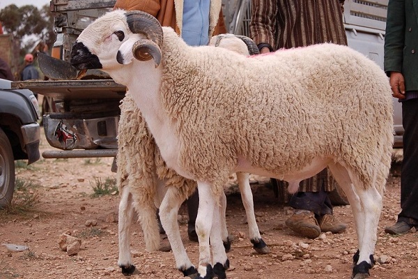"عيد بلا مخالفات".. احذر ذبح الأضحية في الشارع: غرامة وحبس وإغلاق للمحال!